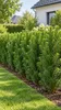Evropský tis (Taxus baccata), výška cca 50 cm – Vždyzelený, Náhled obrázku produktu 1