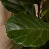 Ficus Lyrata Zimmerpflanze, 155 cm hoch, 30 cm Topf, Produktbild-Vorschau 4