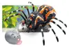 Ferngesteuerte Spinnen-Vogelspinne Infrarot Schwarz R/C ST Produktbild-Vorschau 3