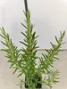 Lot de 4 plants de romarin (Rosmarinus officinalis) – Voir les images du produit 3