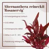 Aquarium Pflanze 3 Stück Alternanthera reineckii Rosanervig Produktbild-Vorschau 3