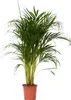Areka - Dypsis lutescens - Wysokość 100-120cm - ⌀21cm Podgląd zdjęcia produktu 1