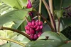 SAFLAX - Kenia-Banane - 8 Samen - Musa velutina Produktbild-Vorschau 4