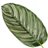 Calathea ornata Sanderiana 30-40 cm - Maranta à feuilles Voir les images du produit 2