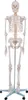 Skelett Schulskelett inkl. Stativ 178 cm, Anatomie Skelett Produktbild-Vorschau 1