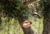 Eva Solo Saturn vogelvoerbol - zwart Productafbeelding-voorbeeld 7