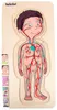 Beleduc Holzpuzzle Junge - Lernspielzeug Körper Anatomie Produktbild-Vorschau 10