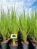 Panicum virgatum 'Northwind', Rutenhirse, aufrecht, 3-5 Produktbild-Vorschau 3