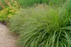 Stauden Gänge 1 x Pennisetum alopecuroides 'Moudry' im 1 Produktbild-Vorschau 5
