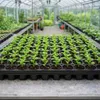 BigDean Anzuchtplatte Pro 5er Pack 60 Pflanzlöcher Ø 4,7 cm Produktbild-Vorschau 2