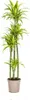 Drzewo smocze Dracaena deremensis Lemon Lime – roślina Podgląd zdjęcia produktu 2
