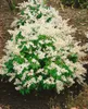 Pieris japonica 'White Pearl', Japanische Lavendelheide, Produktbild-Vorschau 2
