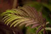 Albizia julibrissin 'Summer Chocolate', Seidenbaum, Produktbild-Vorschau 1