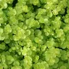 6 x Pfennigkraut - Lysimachia nummularia  | Topf 9cm x 9cm Produktbild-Vorschau 2