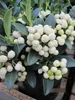 Skimmia japonica  Fructu Albo  - Japanische Fruchtskimmie  Produktbild-Vorschau 4