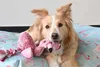 Flamingo Hundespielzeug Flamingo Plüsch rosa, Maße: 36 cm Produktbild-Vorschau 5