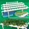 A hydroponic grow kit with plants, featuring multiple white grow tubes and a blue reservoir. Podgląd zdjęcia produktu