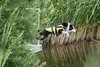 TRIXIE Schwimmweste für Hunde mit Reflektorstreifen und Produktbild-Vorschau 7