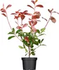 Photinia fraseri 'Red Robin', Glanzmispel, rot, 60–80 cm Produktbild-Vorschau 1
