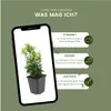 Plants by Frank | 60 Japanischer Spindelstrauch Pflanzen | Produktbild-Vorschau 5