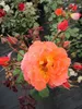 Strauchrose Westerland® - Rosa Westerland® - kupferorange - Produktbild-Vorschau 3