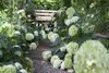 Hydrangea arborescens 'Annabelle', Schneeballhortensie, Produktbild-Vorschau 2