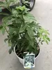 A potted plant with green leaves and a label showing a picture of white flowers. Podgląd zdjęcia produktu