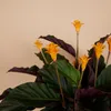 Bloomique - Calathea Crocata - Eternal Flame - Roślina Podgląd zdjęcia produktu 3