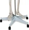 Jago® Menschliches Anatomie Skelett 181.5 cm - inkl. Produktbild-Vorschau 22