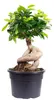 Chinesische Feige - pflegeleichte Zimmerpflanze, Ficus Produktbild-Vorschau 1