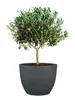 Scheurich Firenze 60, Pflanzgefäß/Blumentopf/Pflanzkübel, Produktbild-Vorschau 3