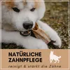 A dog chewing on a bone-like object. Produktbild-Vorschau