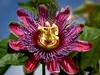 Calvendo Passiflora - Passionsblume 1000 Teile Puzzle quer Produktbild-Vorschau 3