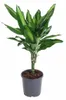 Zimmerpflanzen Set 4er: Alocasia Polly, Bogenhanf, Produktbild-Vorschau 5