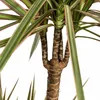 Dracaena Marginata Bicolor Drachenbaum Ø21cm 110-130cm Produktbild-Vorschau 2
