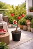 Granatapfelbaum Granada Mollar de Elche 70–100 cm – Echter Produktbild-Vorschau 1