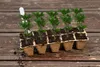 Set van 88 onderdelen voor het kweken van planten Productafbeelding-voorbeeld 23