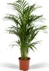 Palmier d'Areca Voir les images du produit 1