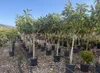 Sunny Tree - Loquat-Baum (Japanische Wollmispel) – Produktbild-Vorschau 5
