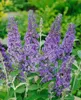 Buddleja 'Lochinch', Schmetterlingsflieder, lavendelblau, Produktbild-Vorschau 3
