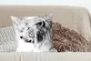 MuchoWow® Zierkissen Sofakissen Wohnzimmer Dekokissen 50x50 Produktbild-Vorschau 4