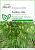 SAFLAX  - Bambou mâle - 50 graines - Dendrocalamus Voir les images du produit 1