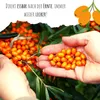 Sanddorn Samen (Hippophae rhamnoides) - Nährstoffreiche Produktbild-Vorschau 4
