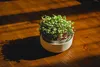 Plastia Urbalive Keimsprosskit für Microgreens, Elfenbein Produktbild-Vorschau 15