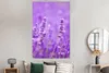 MuchoWow® Poster Lavendel - Nahaufnahme - Blumen - Lila Produktbild-Vorschau 4