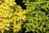 Japanische Spiere Goldflame 10-15 cm, im Topf - Spiraea Produktbild-Vorschau 2