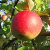 Familienbaum Trio Apfelbaum mit drei Apfelsorten Gala - Produktbild-Vorschau 6