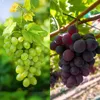 Green boutiQ - Obstpflanze - Vitis vinifera Himrod - Produktbild-Vorschau 6