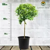 Albero soleggiato - Limone grande 150 centimetri - Citrus Anteprima dell’immagine prodotto 5