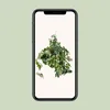 Cissus Rhombifolia Ellen Danica - Ø17Cm - ↕70Cm Podgląd zdjęcia produktu 4